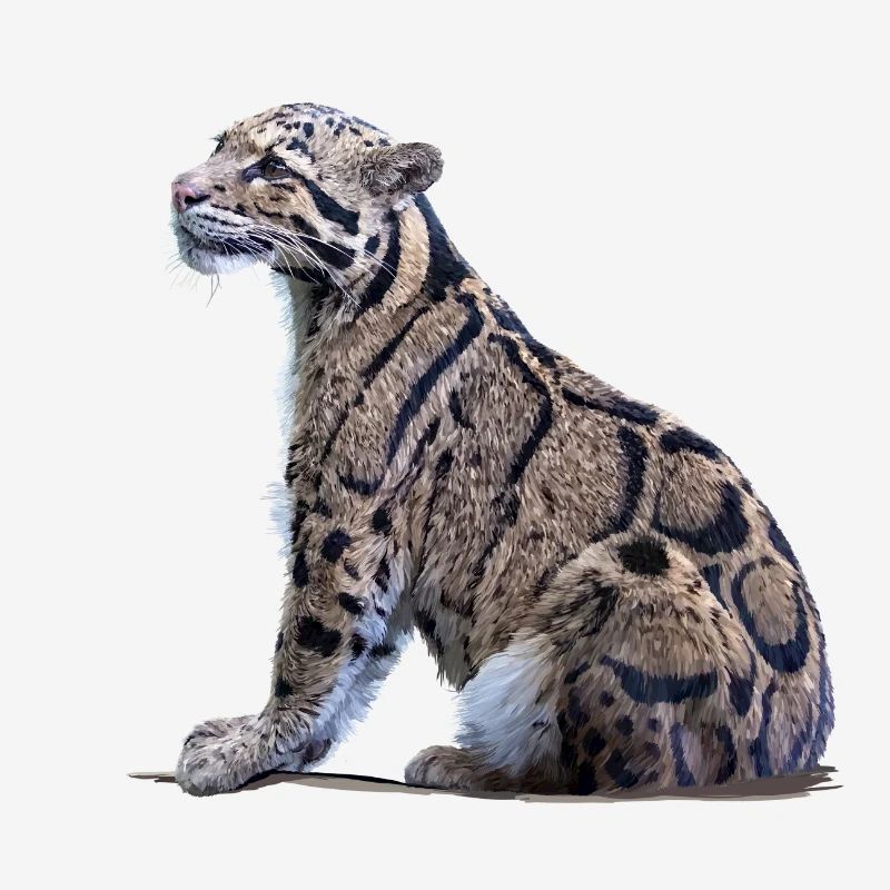 Clouded leopard