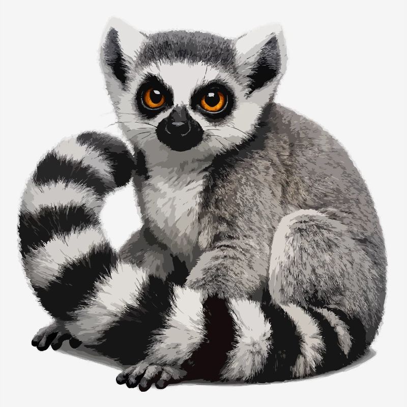 Ring-tailed lemur illustration