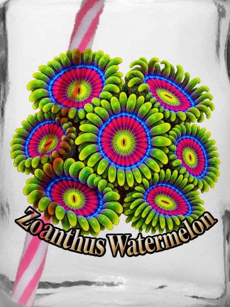 Zoanthus-Wassermelone