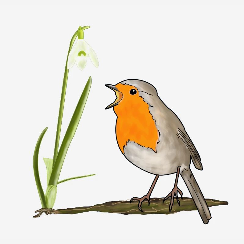 Spring, robins, snowdrops