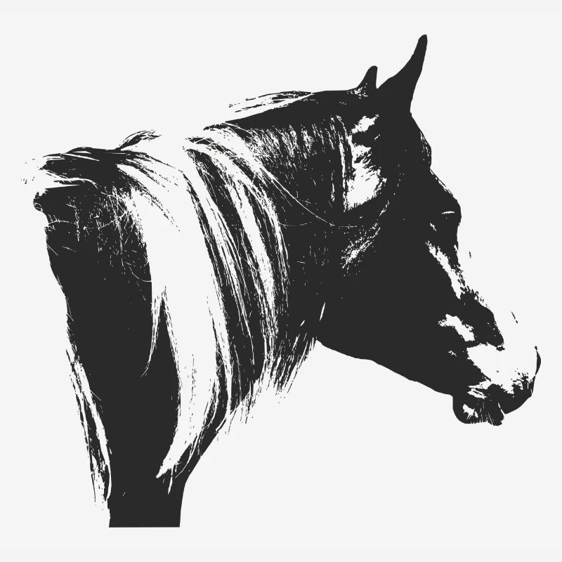 Lewitzer Schecke, Pferd Schecke, Pinto