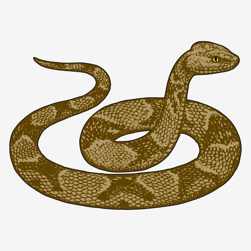 Angry Snake