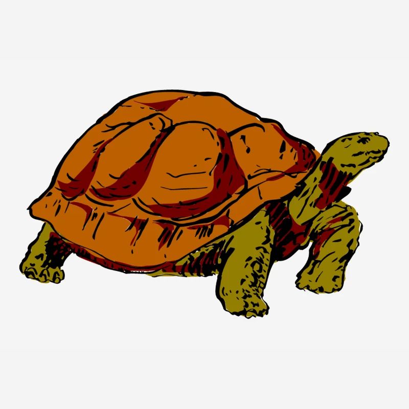 turtle