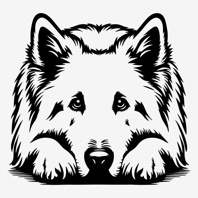 Schweizer Schäferhund