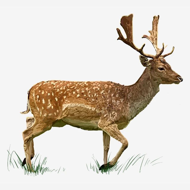 Cerfs dans la forêt d’herbe