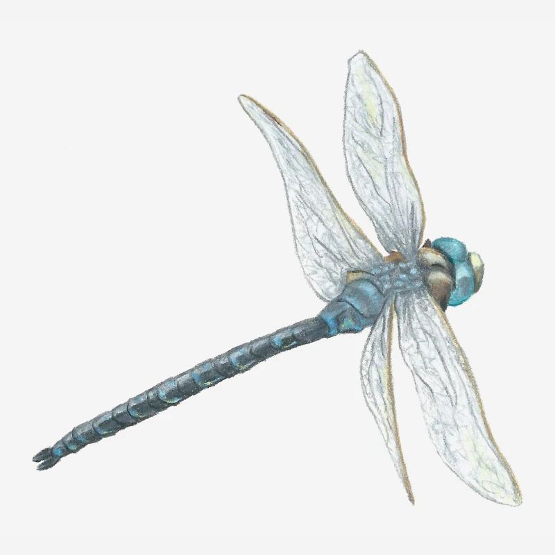 Illustration de libellule sarcelle