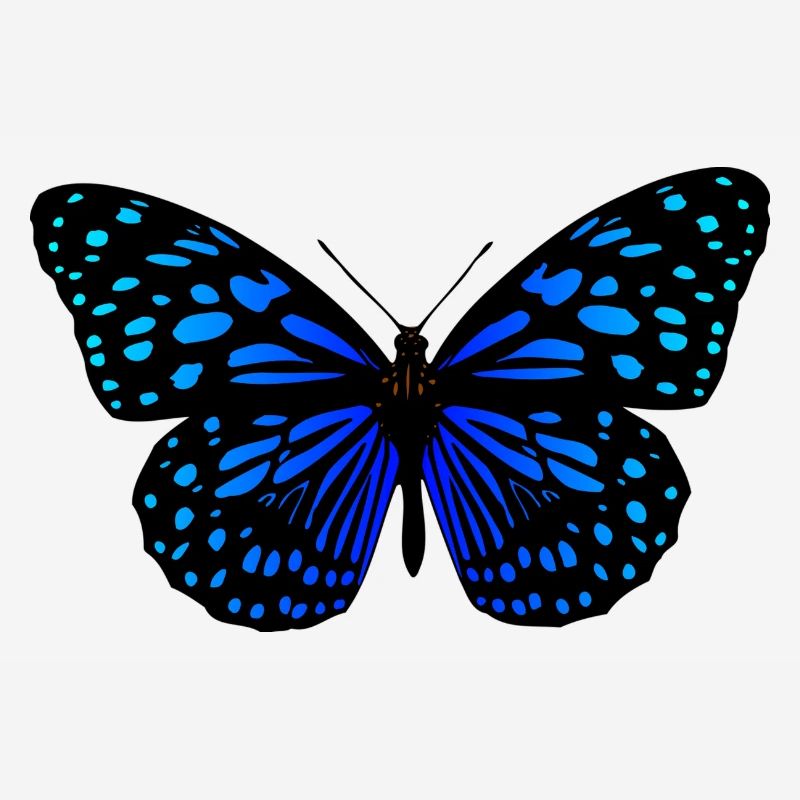 Black blue butterfly gift idea