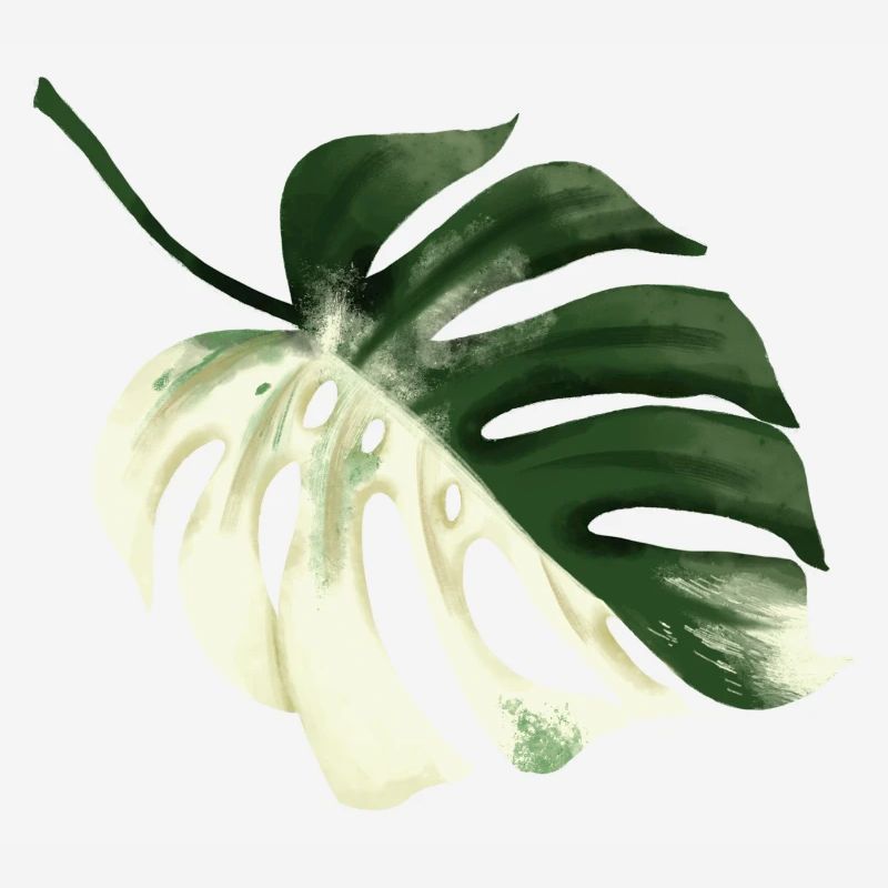 Conception premium Monstera