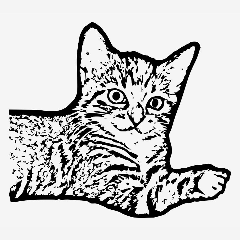Chat Noir Chaton Chaton