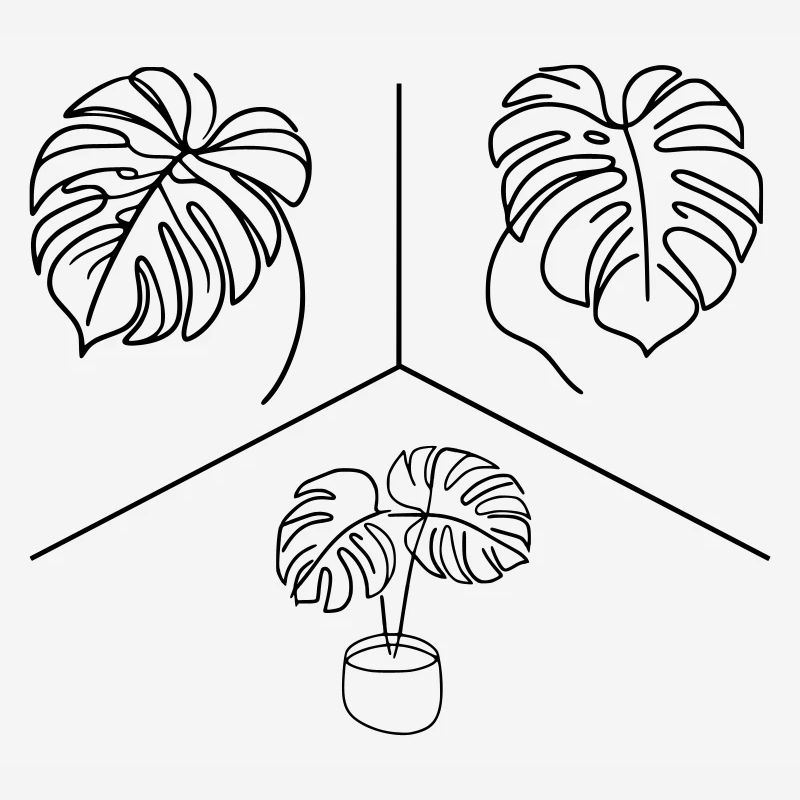 Conception Monstera