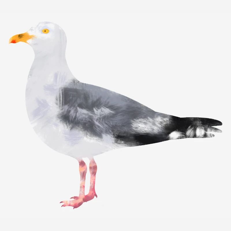Silbermöve