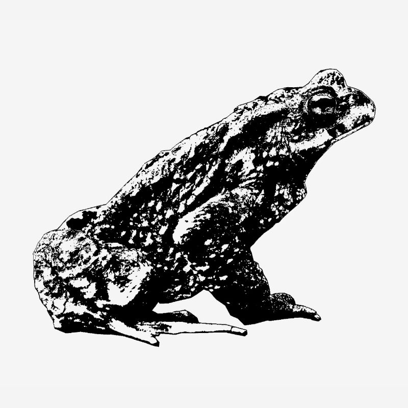 Toad / Bufo Bufo / Graphic