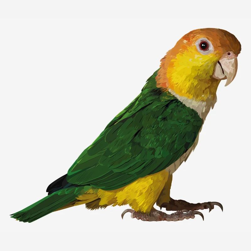 Caique