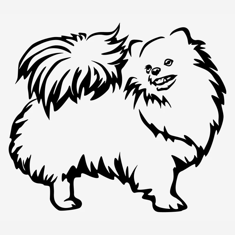 Spitz nain