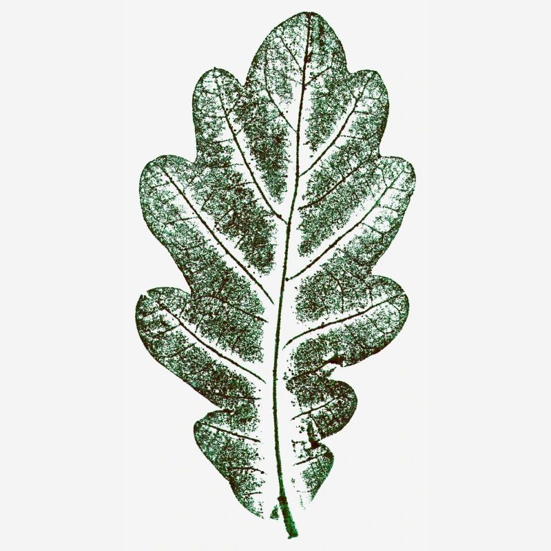 Oak leaf natural green / leaf / oak / tree