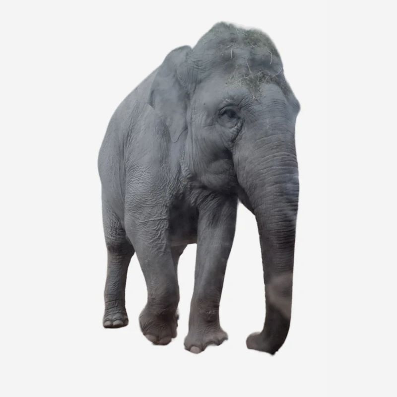 Elefant