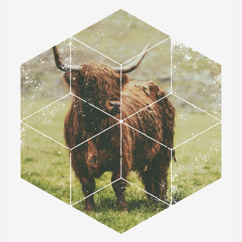 Scottish Highlands Cattle Beef Nature Hexagon