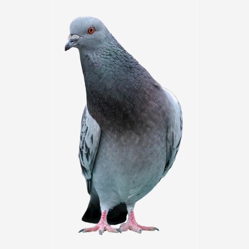 Colombe. Colombe