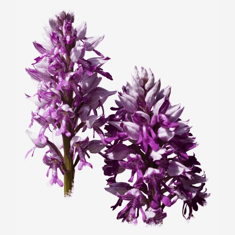 The orchid is a native orchid