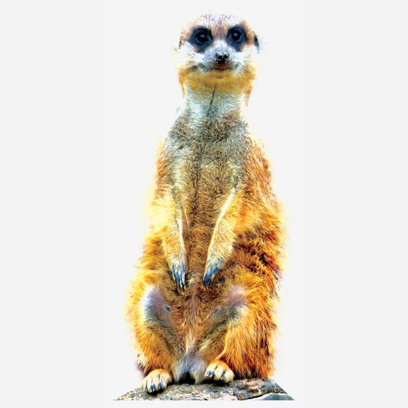 Suricate cool décontracté mignon mignon mignon
