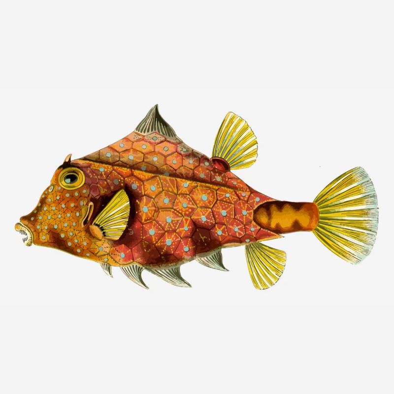 fish