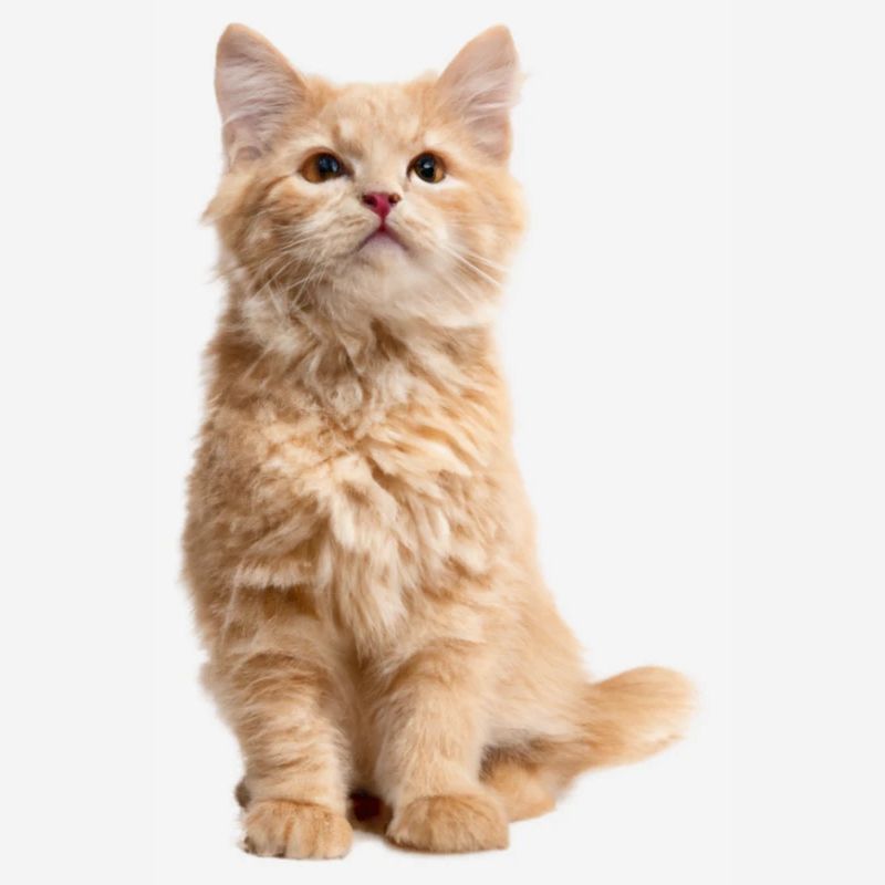 Chat roux