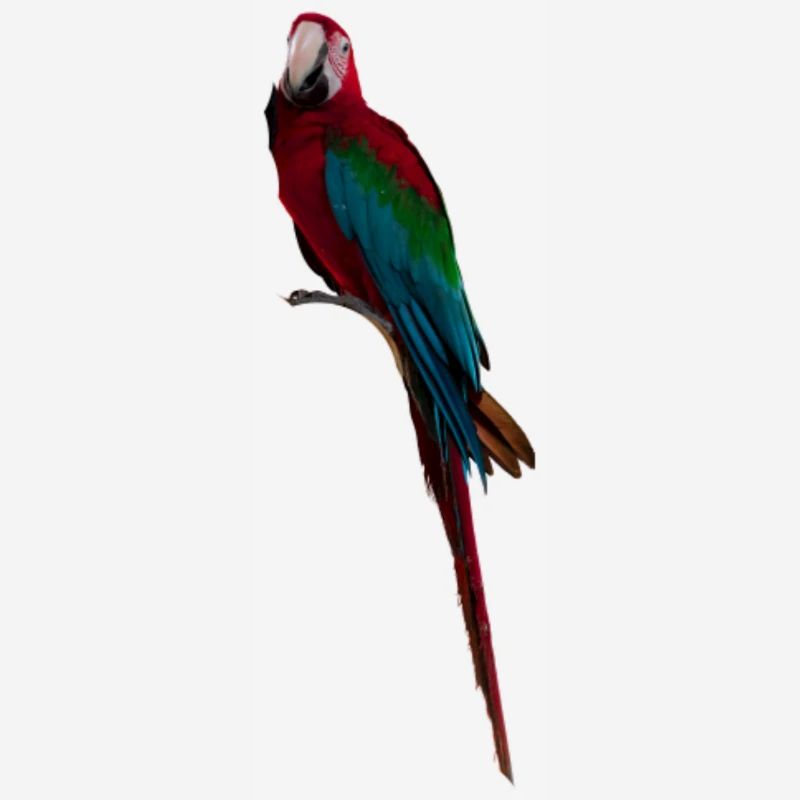 Longue queue d’ara