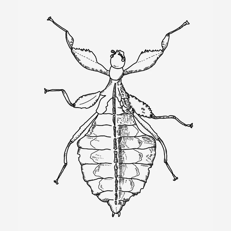 Walking Leaf - Phylliidae - Ghost Scarecrow