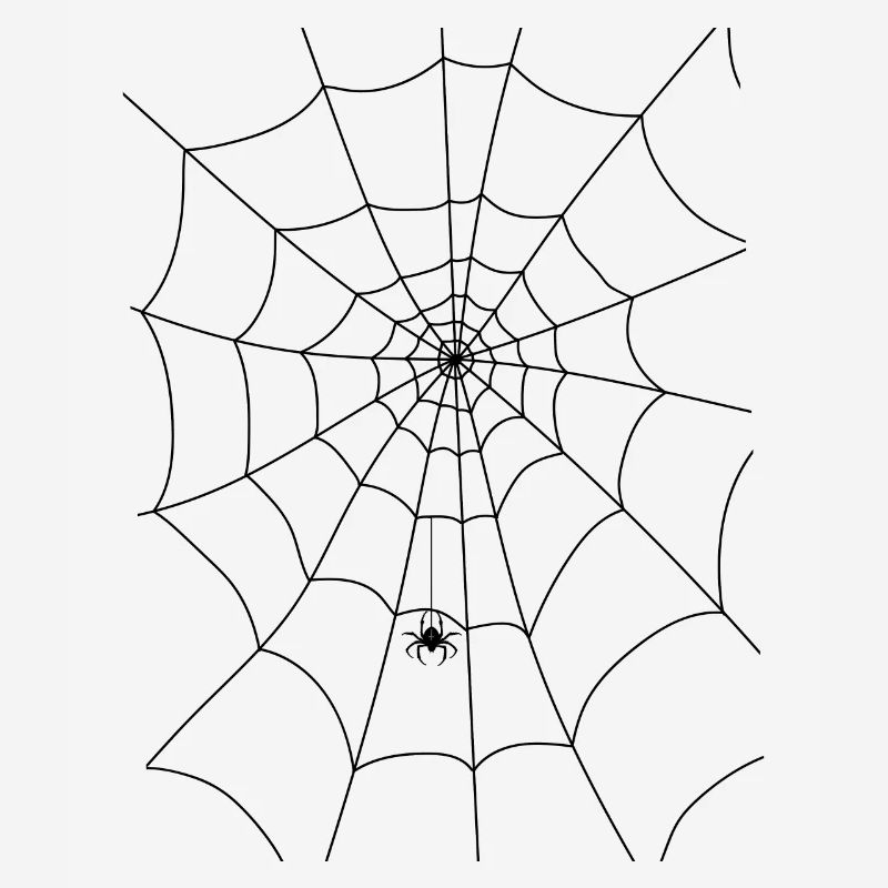 Spider web, spider, spider in the web
