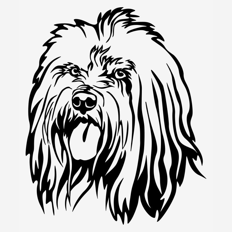 Tibet Terrier Head
