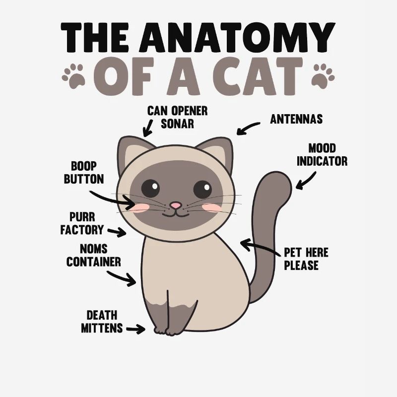 l’anatomie d’un chat explication d’un chat
