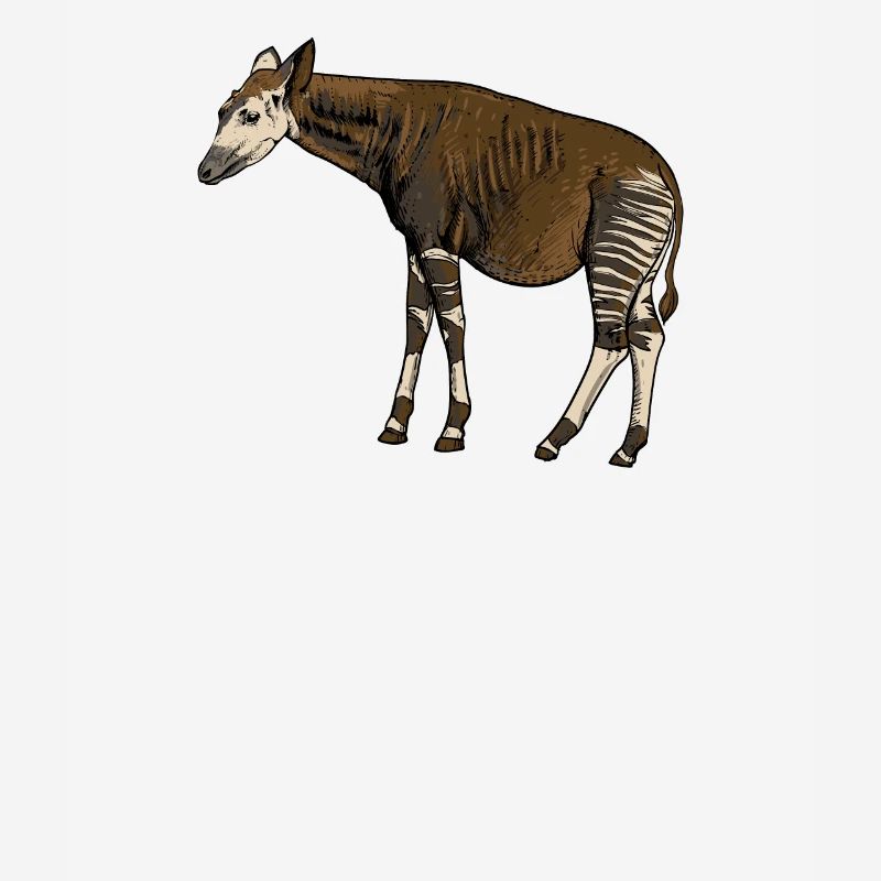 Okapi I forest giraffe from the rainforest for