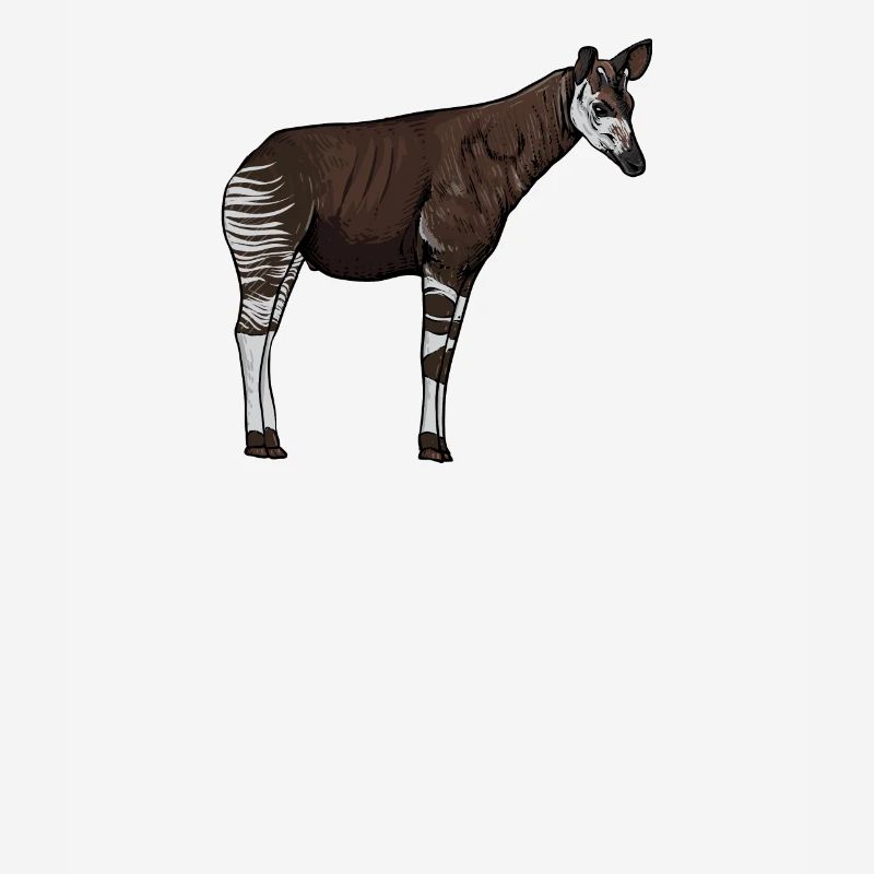 Okapi I forest giraffe from the rainforest for