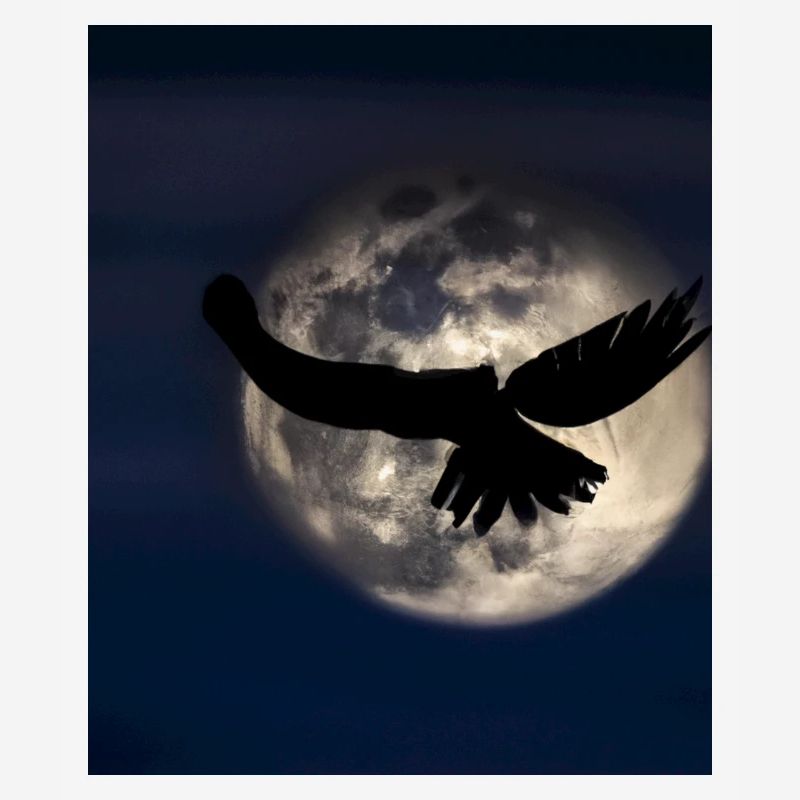 Goth Gothic Lover Schatten Eines Raubvogels