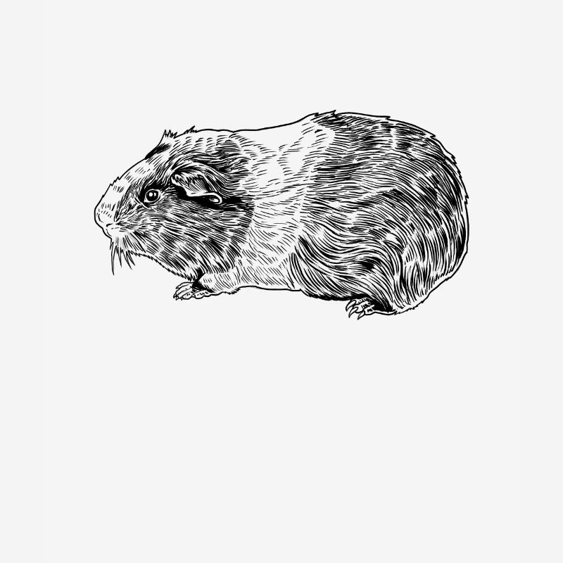 Dessin au trait d’un cochon d’Inde