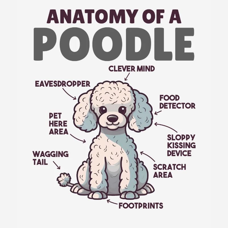 Explication du chien Anatomie d’un caniche