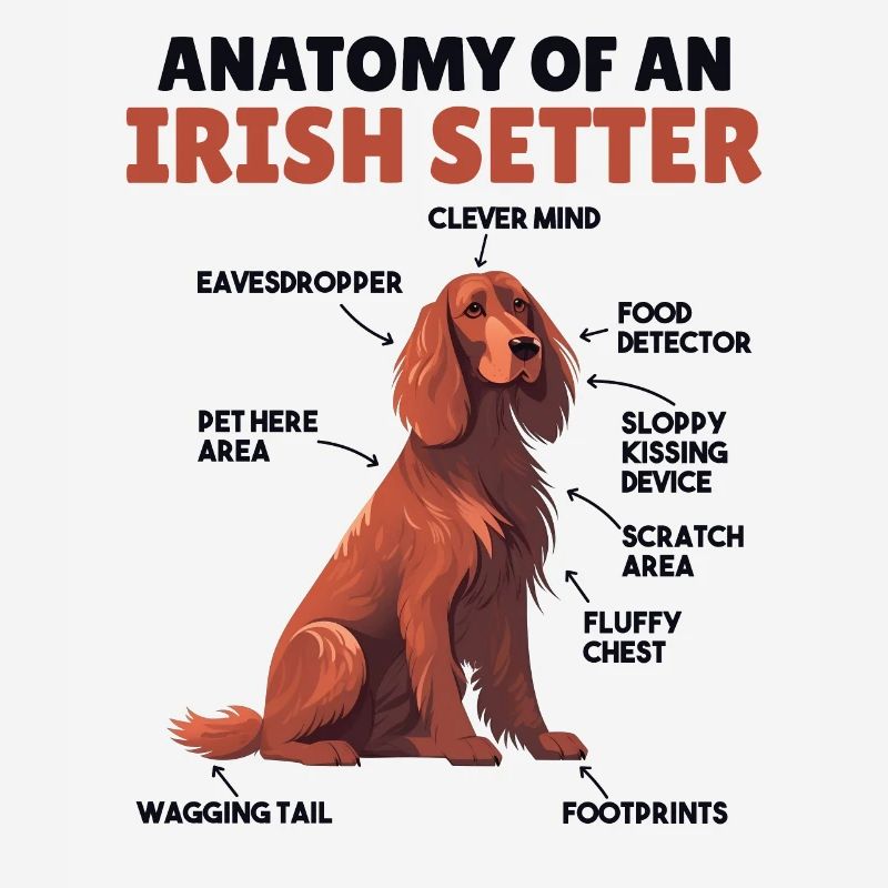 Explication du chien Anatomie d’un setter irlandais