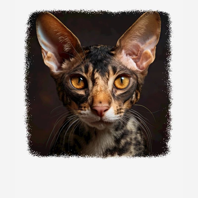 Chaton Cornish Rex Chat Cornish Rex