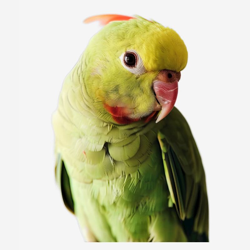 Perruche à collier