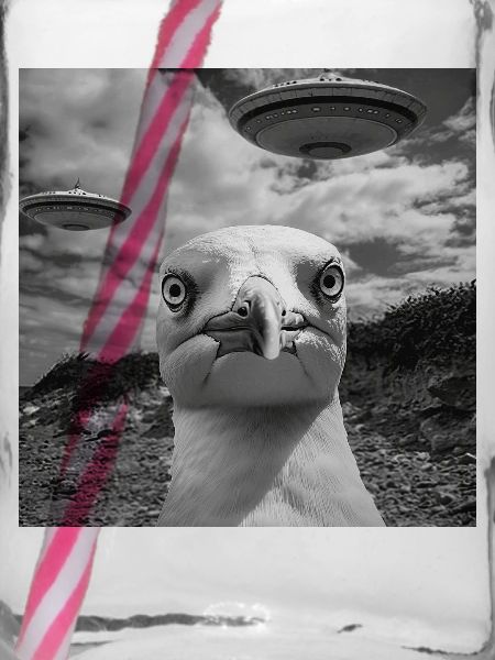 Möwe