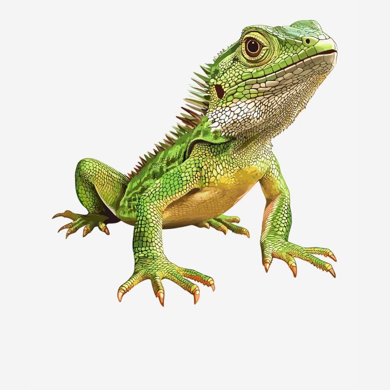 Lizards Lizard