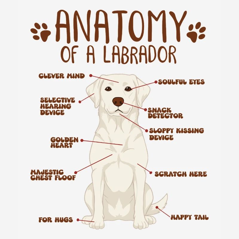 Anatomie d’un labrador blanc