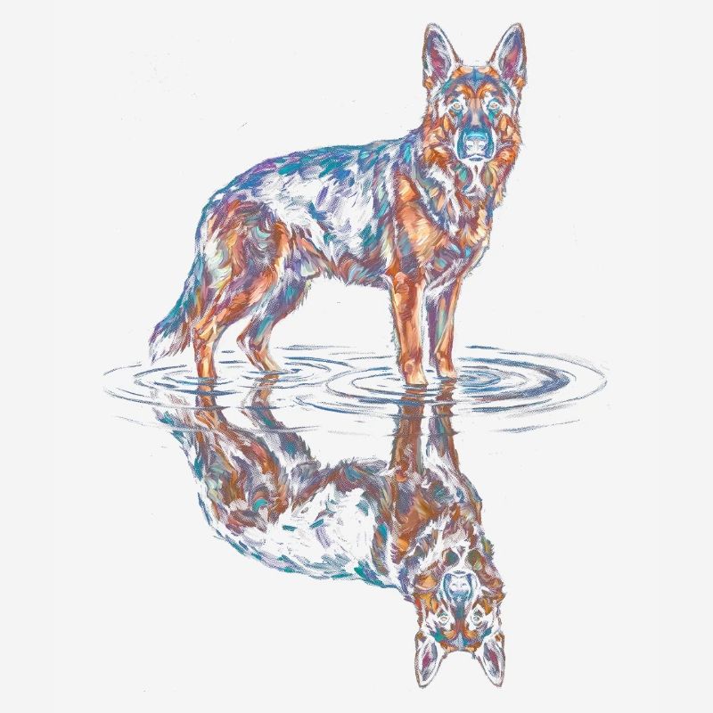 Deutscher Schäferhund mit Wasserreflexion