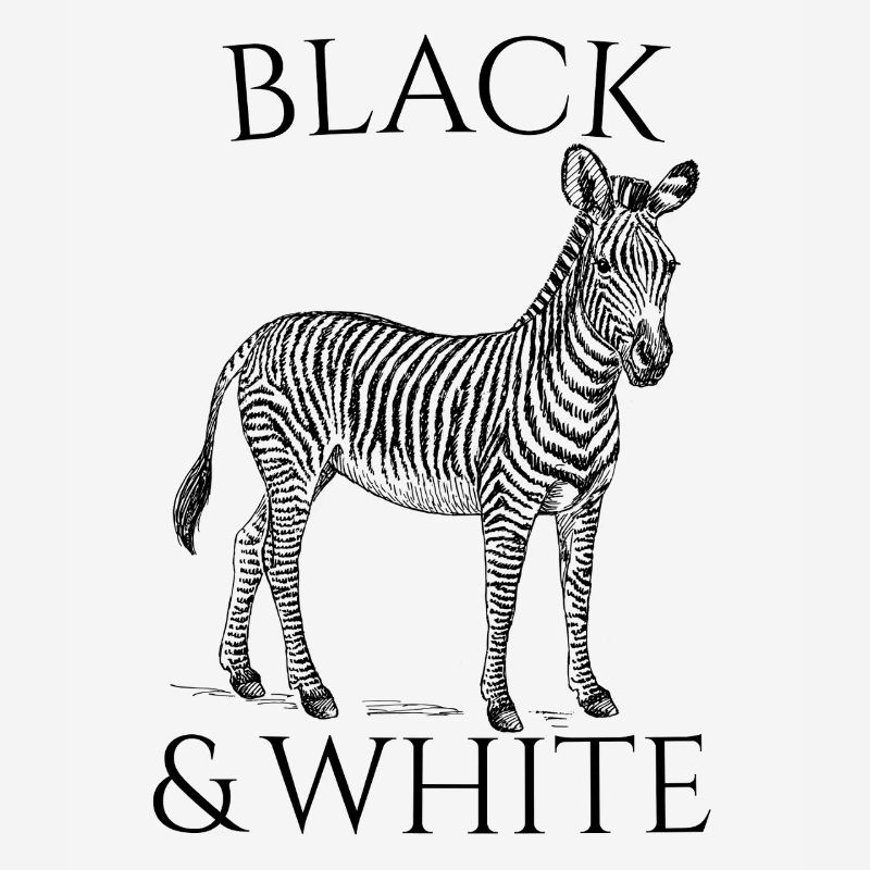 Black & White Vector Zebra – Tierdesign
