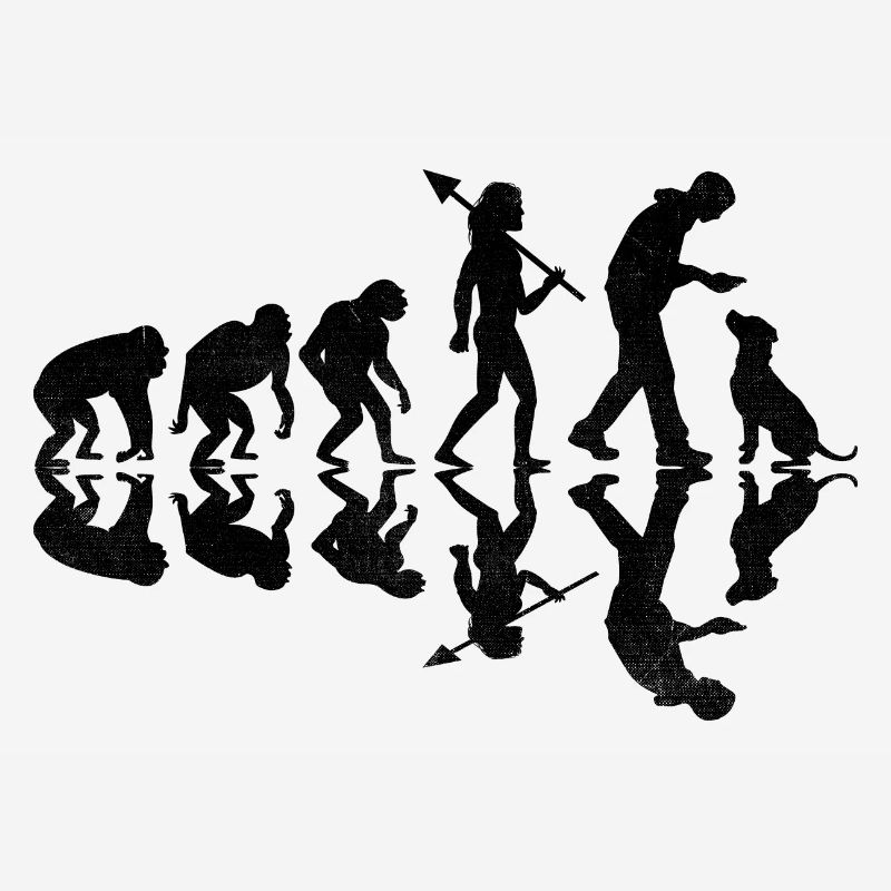 Evolution Labrador Retriever Retrievers de laboratoire