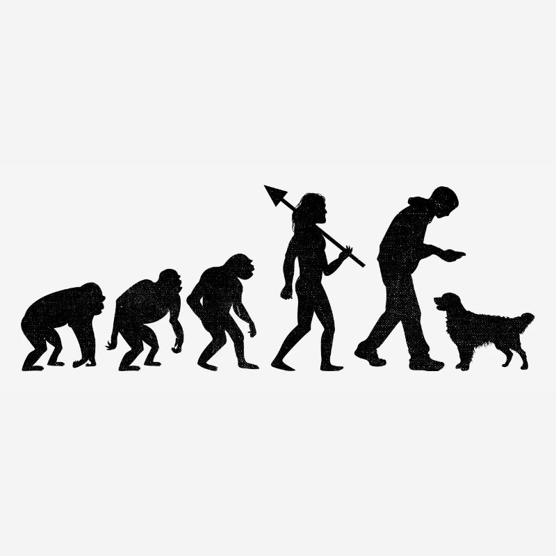 Evolution Golden Retriever GR Dog Retrievers
