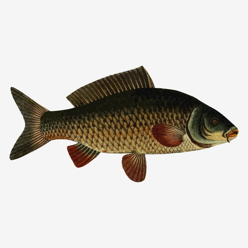 Carp Fish