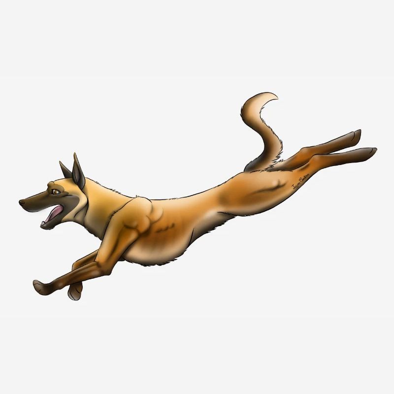 Berger Belge Malinois