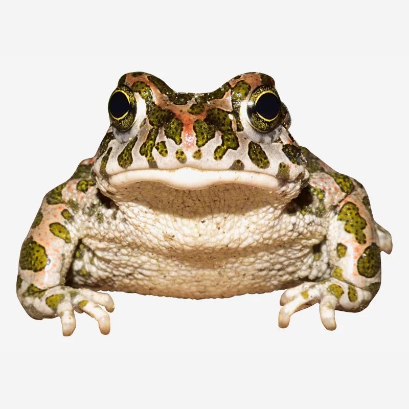 frog frog crocodile toad animal animals
