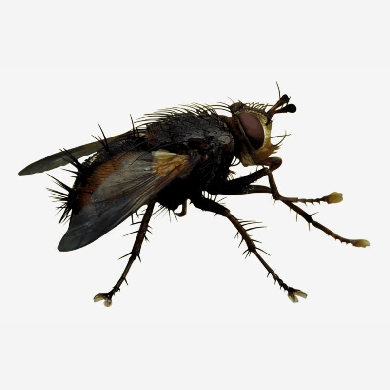 Außerirdisch Alien Wesen, oder nur eine Fliege?